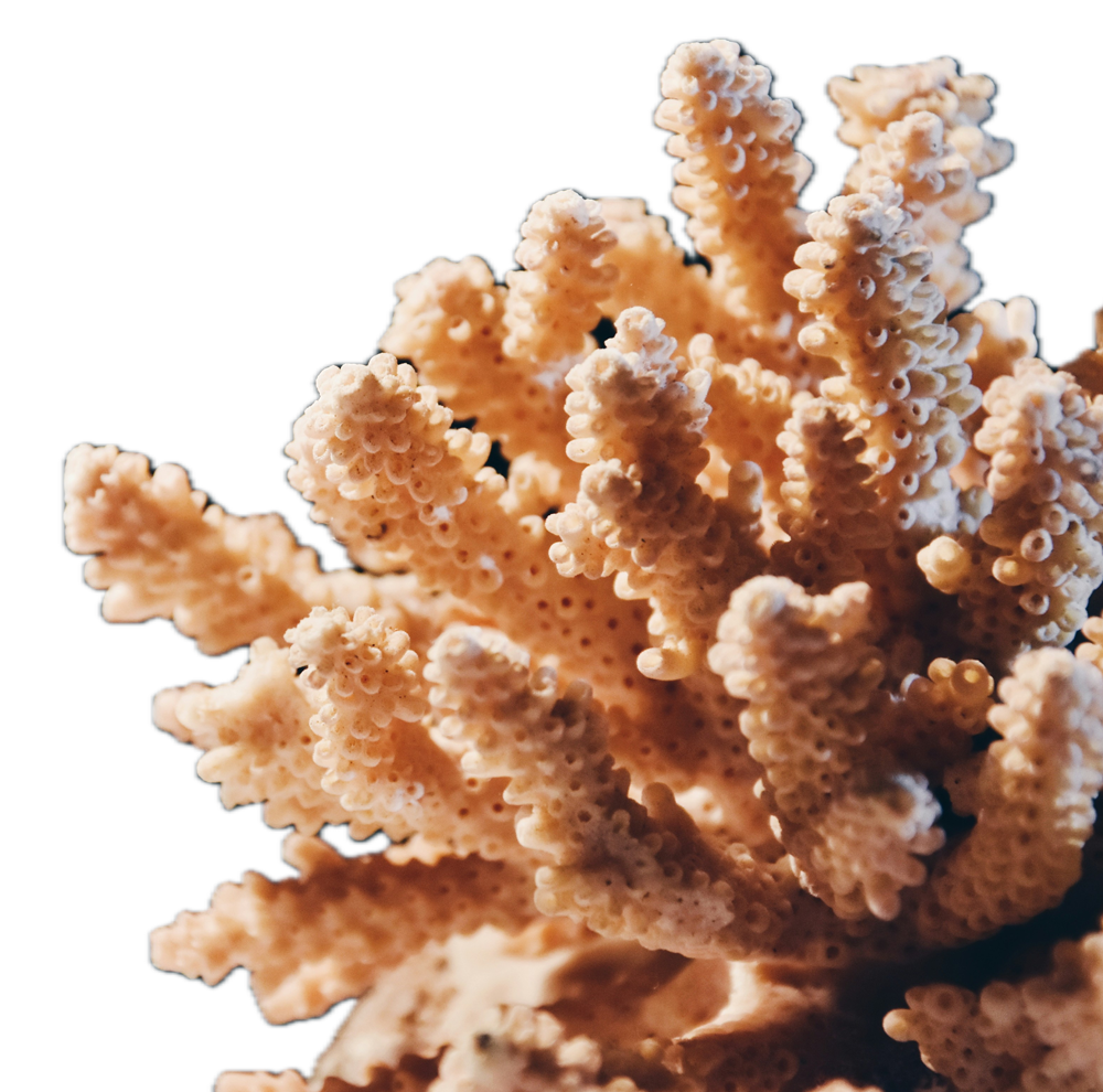 coral