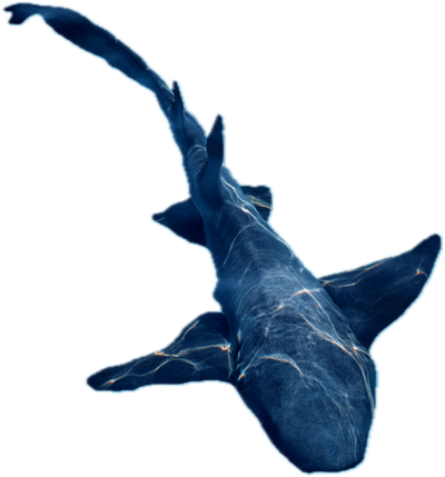tiburon